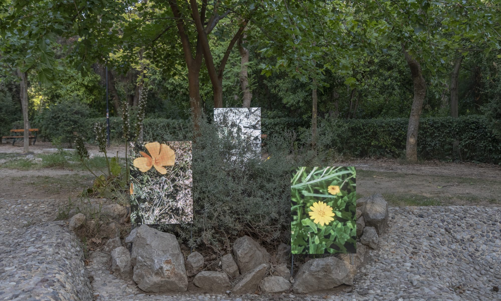 An image showing Anna Ridler’s Circadian Bloom installed outdoors in Athens. Three screens, showing images of flowers installed in a triangle formation among trees and stones. The left hand image contains an orange flower, the centre image is largely obscured by greenery, and the right hand image shows two yellow flowers.